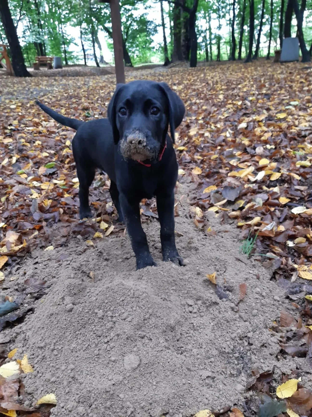 Podstawowe posłuszeństwo psa w Rzeszowie, labrador w plenerze
